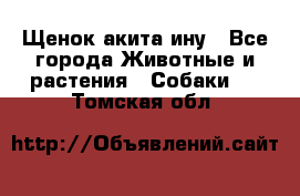 Щенок акита ину - Все города Животные и растения » Собаки   . Томская обл.